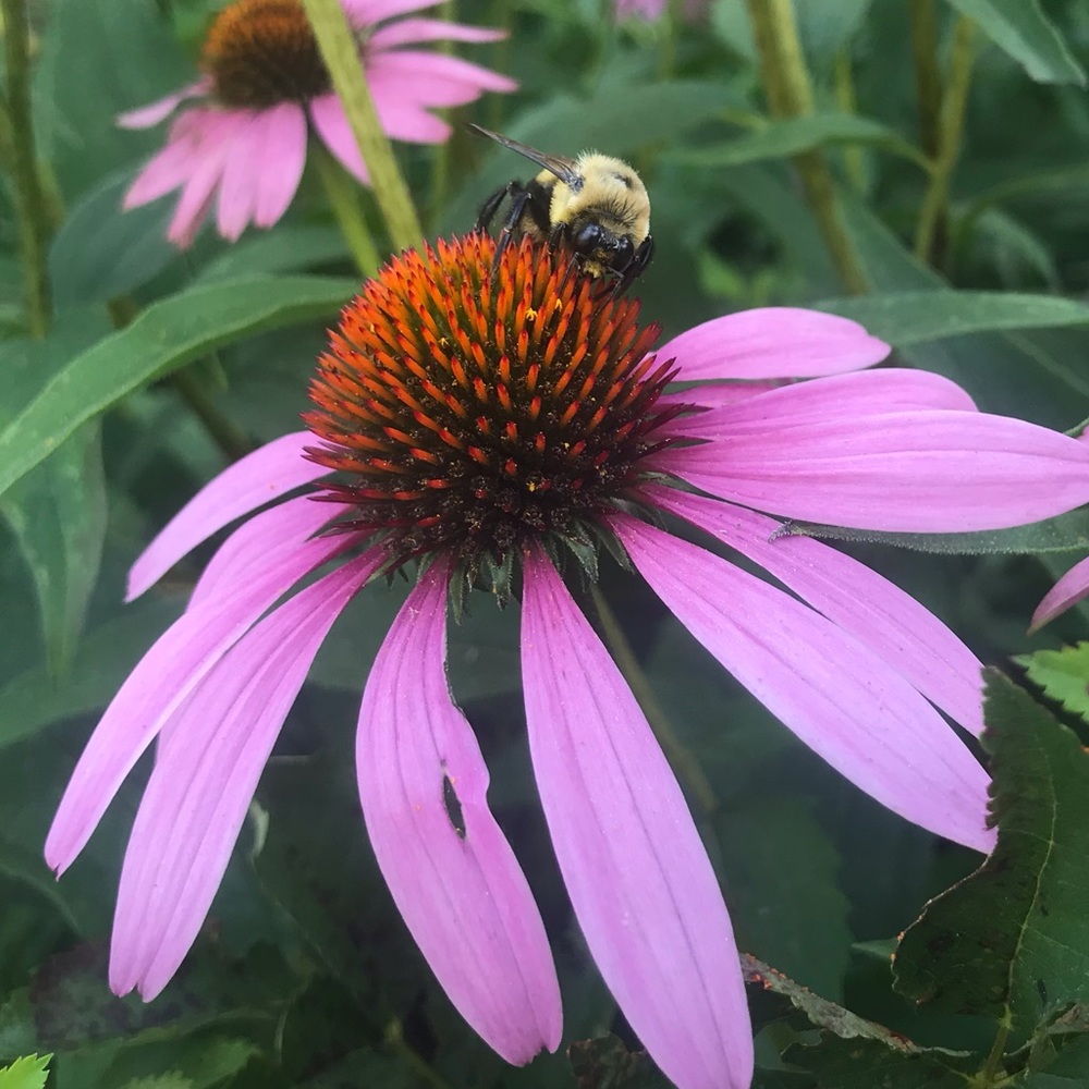 Meet your Posher, Emma